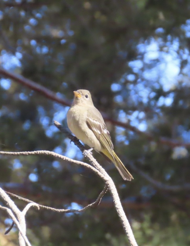 Western Tanager - ML302881751