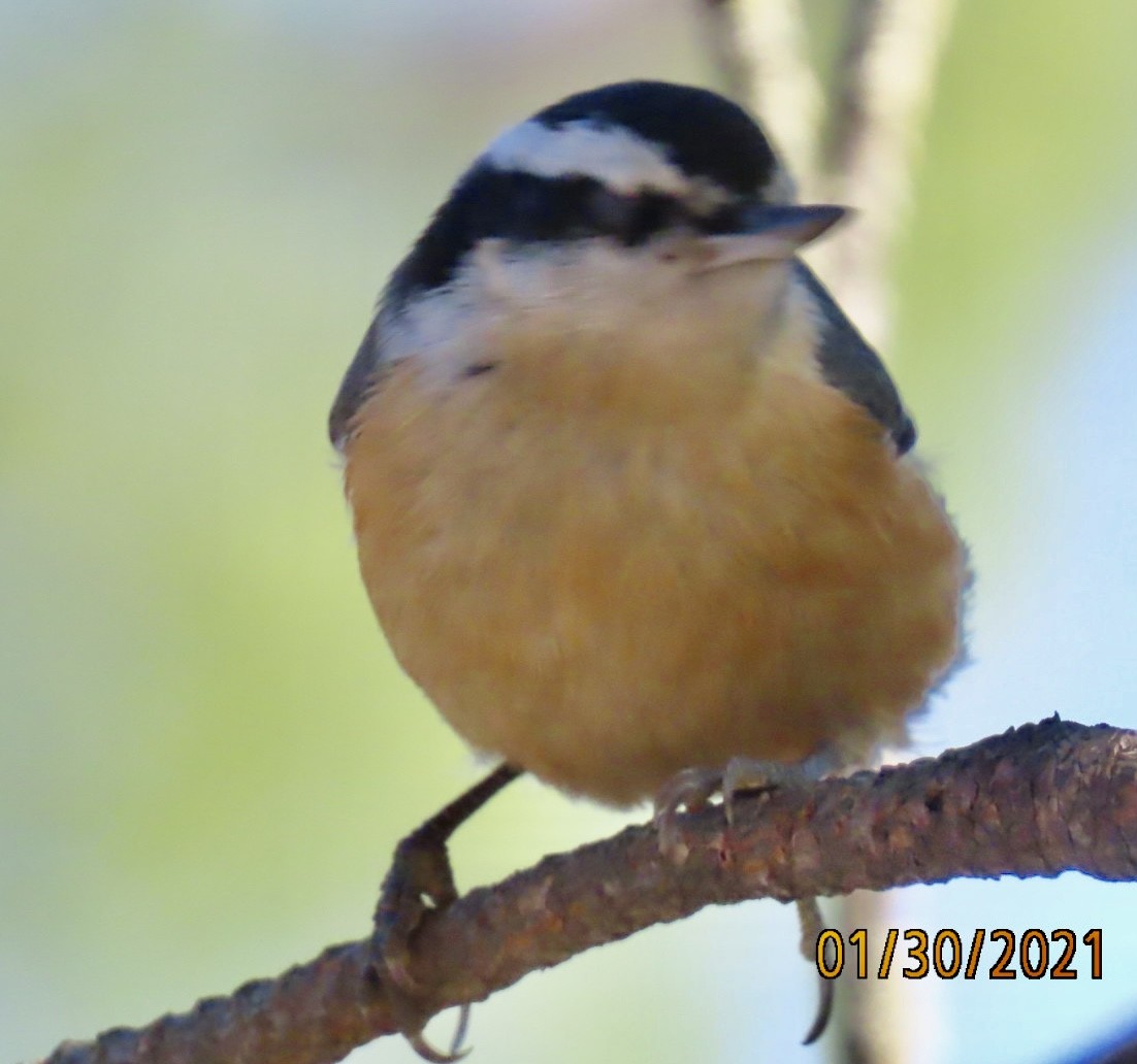 Red-breasted Nuthatch - ML302881791