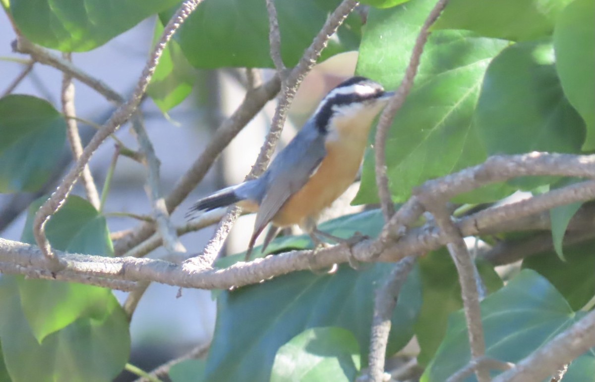 Red-breasted Nuthatch - ML302881841