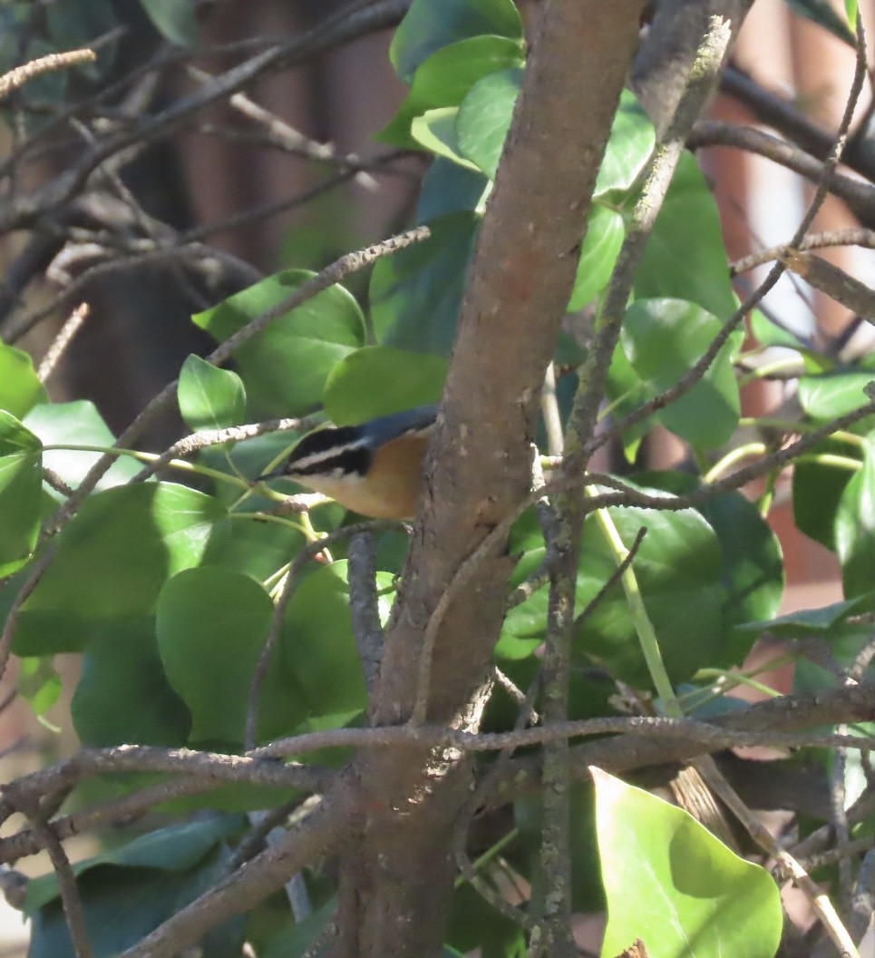 Red-breasted Nuthatch - ML302881881