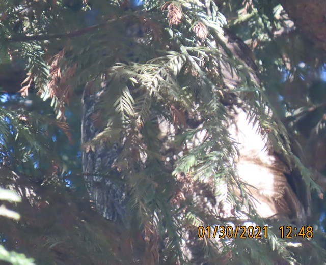 Great Horned Owl - ML302882031