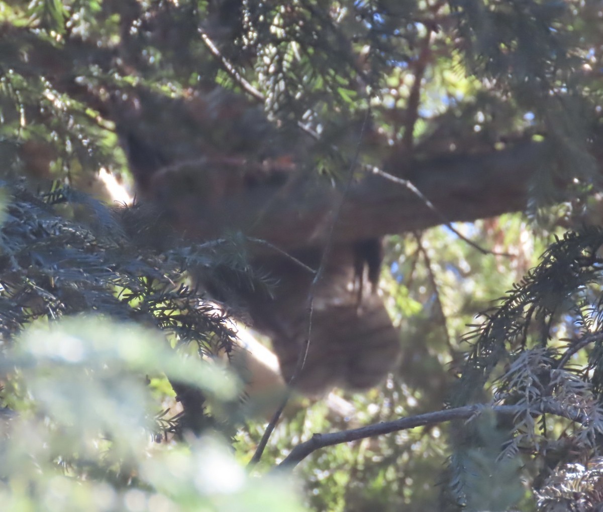 Great Horned Owl - ML302882071