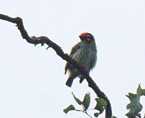 Coppersmith Barbet - ML302882891