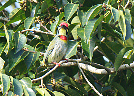 Coppersmith Barbet - ML302882901