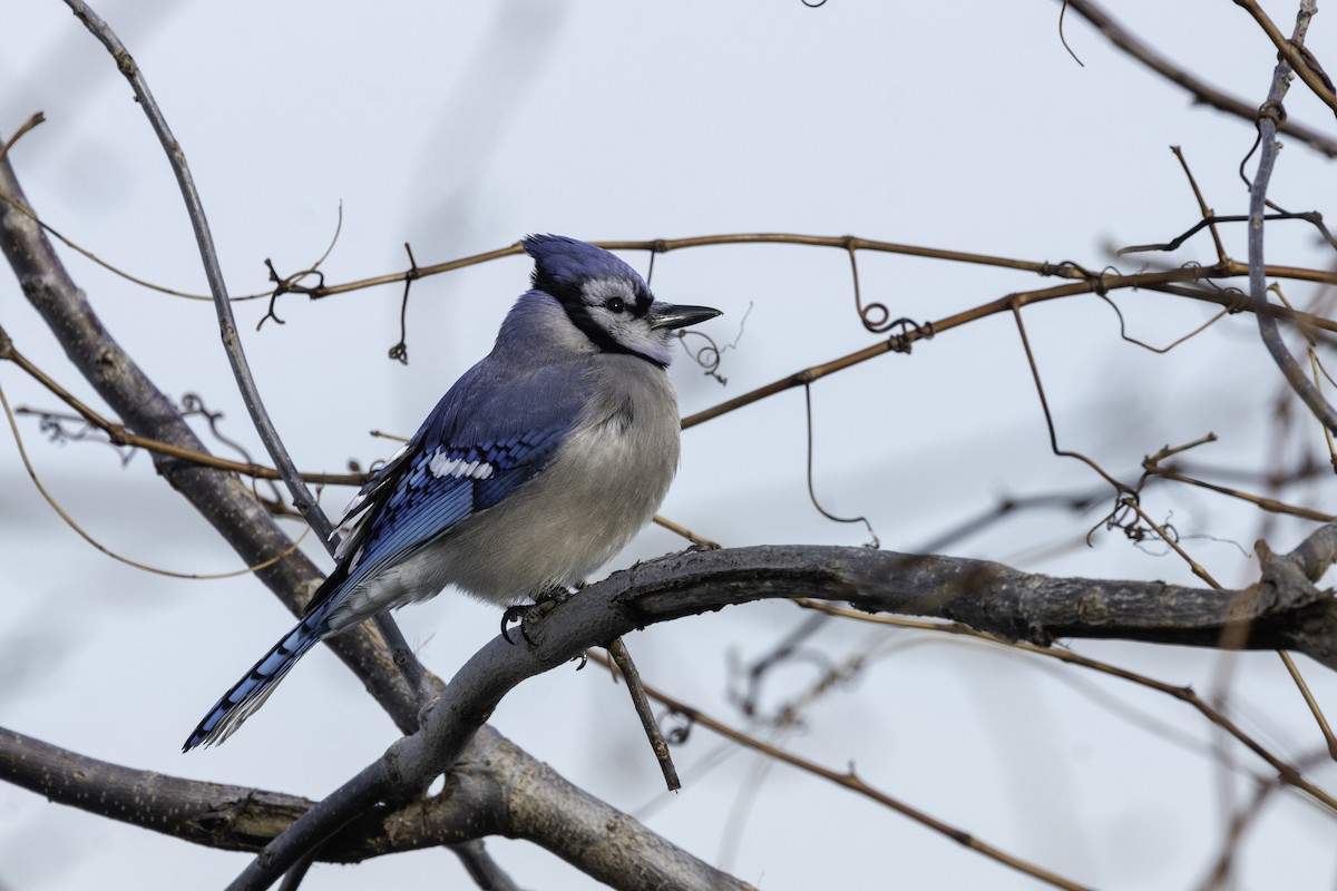 Blue Jay - Lucas Schrader