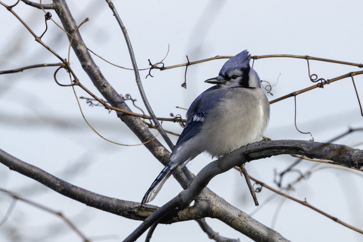 Blue Jay - ML302883011