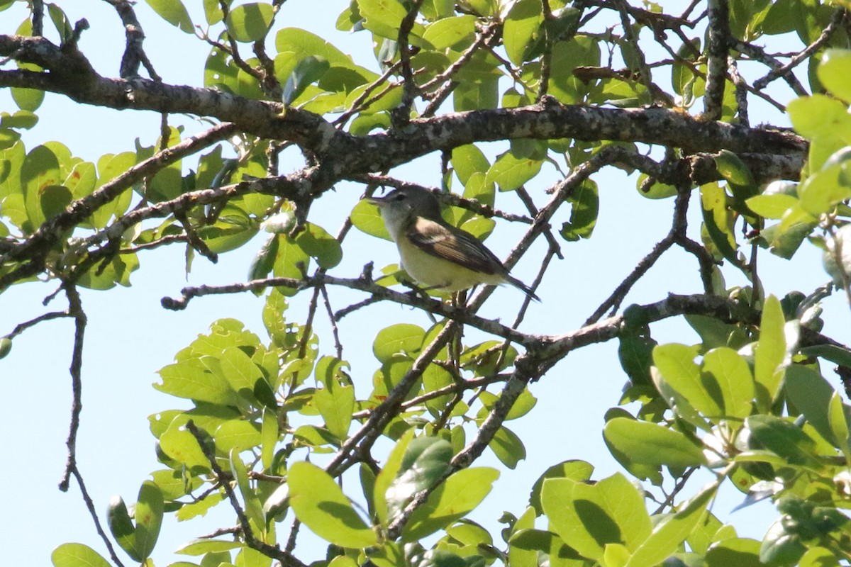 Bell's Vireo - ML302883151