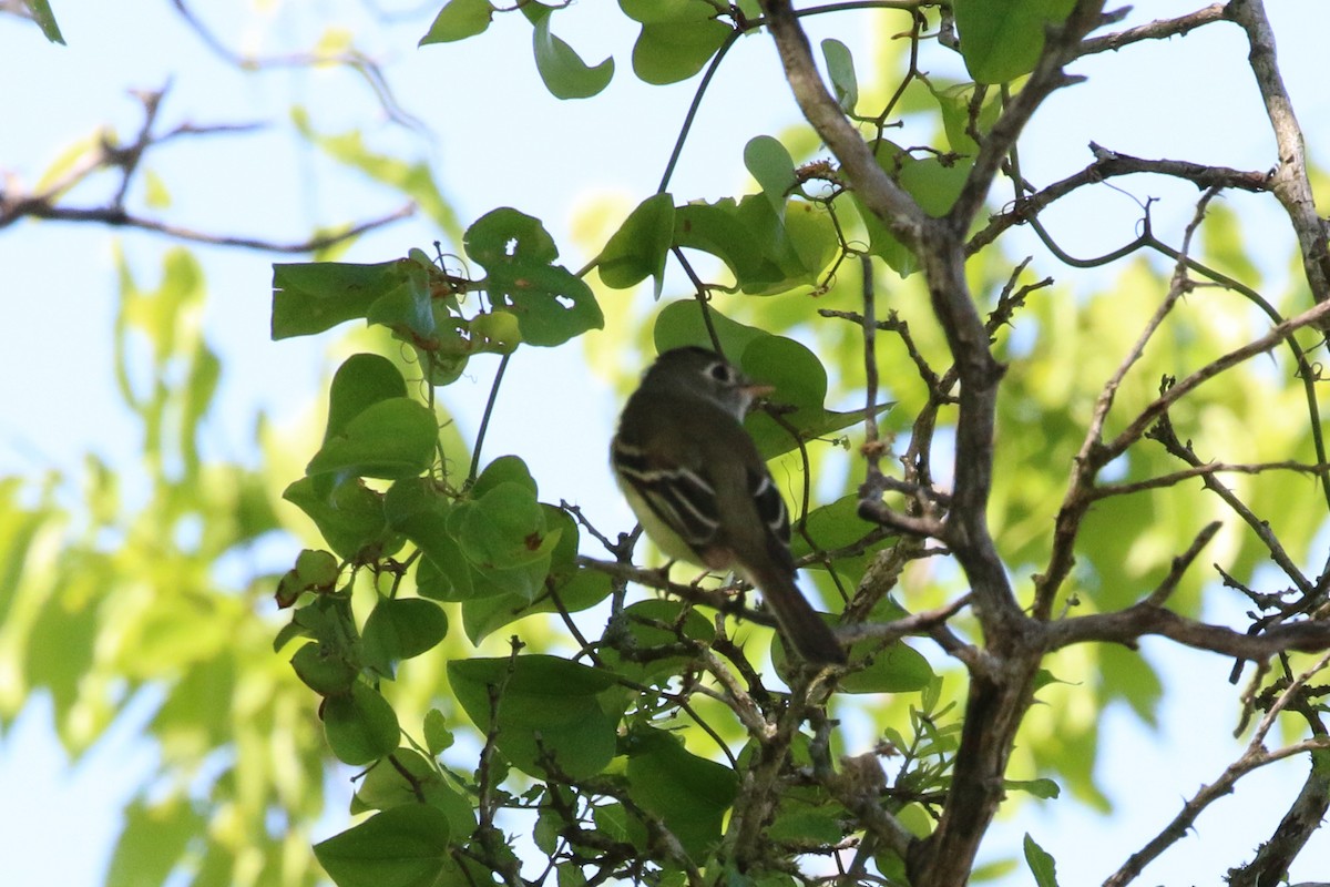 Least Flycatcher - ML302883491