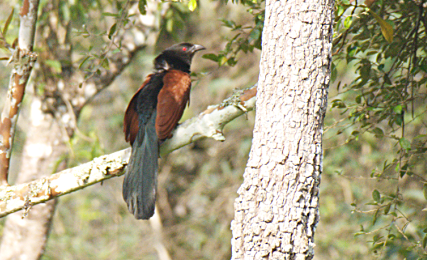 Greater Coucal - ML302883851