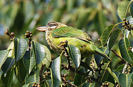 White-cheeked Barbet - ML302883971