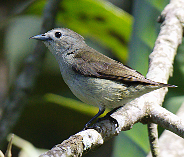 Nilgiri Flowerpecker - Fareed Mohmed