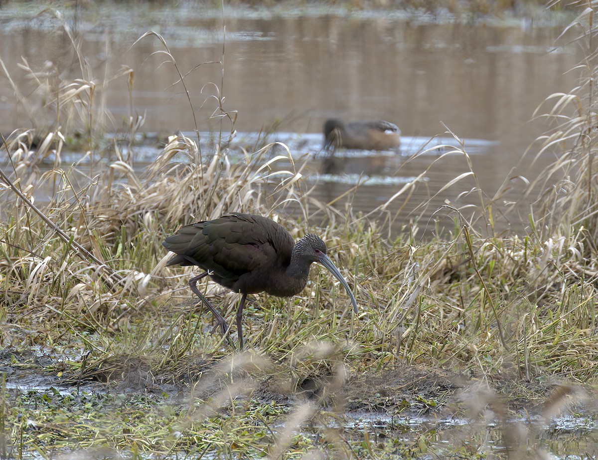 White-faced Ibis - ML302886191