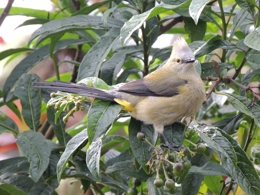 Long-tailed Silky-flycatcher - Richard Garrigues
