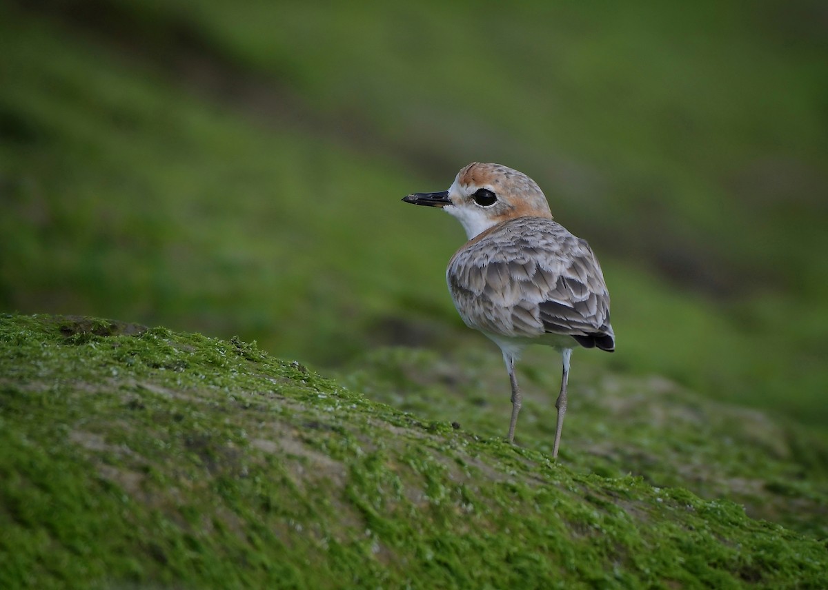 Malaysian Plover - Wai Loon Wong