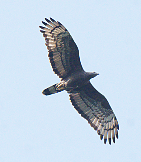 Oriental Honey-buzzard - Fareed Mohmed