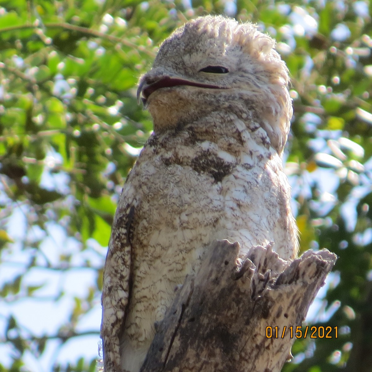 Great Potoo - ML302889971