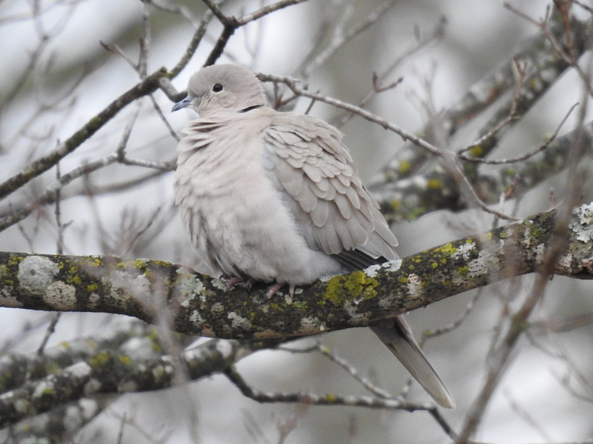 Eurasian Collared-Dove - James Bolte