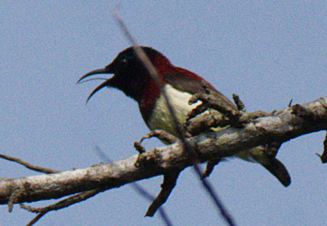 Crimson-backed Sunbird - Fareed Mohmed