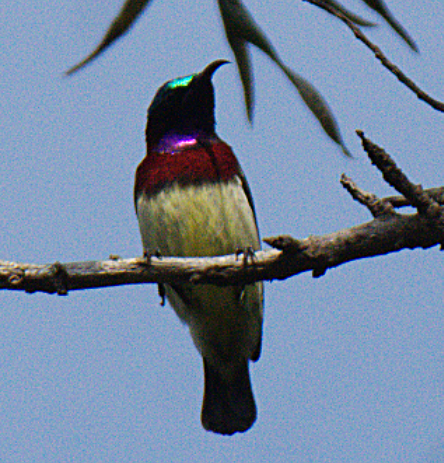 Crimson-backed Sunbird - ML302891051