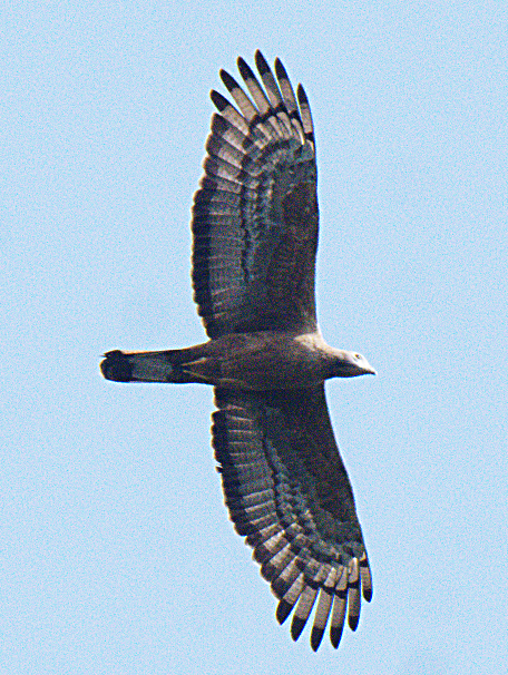 Oriental Honey-buzzard - ML302891991