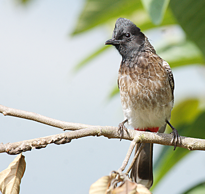 Red-vented Bulbul - ML302892381