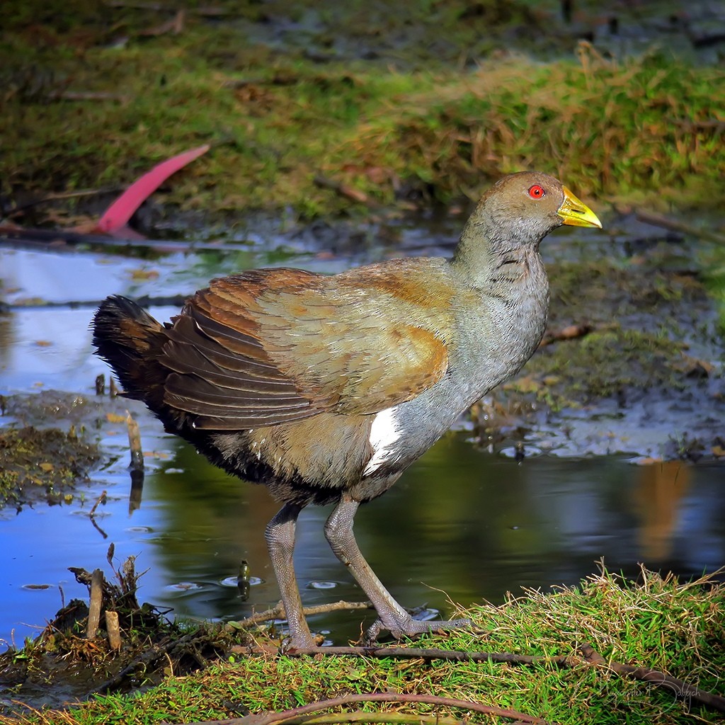 Tasmanian Nativehen - ML302893801