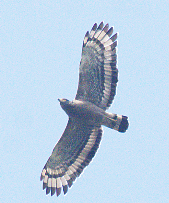 Crested Serpent-Eagle - ML302894201