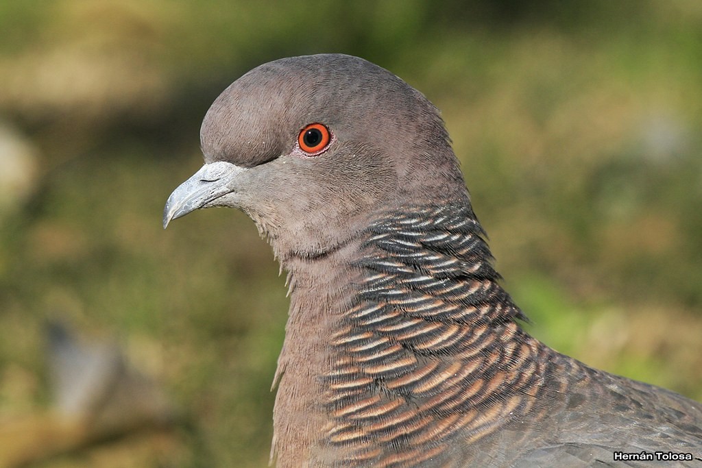 Picazuro Pigeon - ML30289481