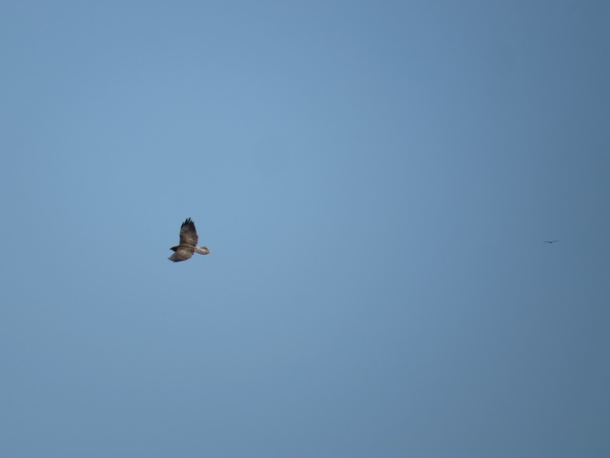 Swainson's Hawk - ORLANDO PADILLA