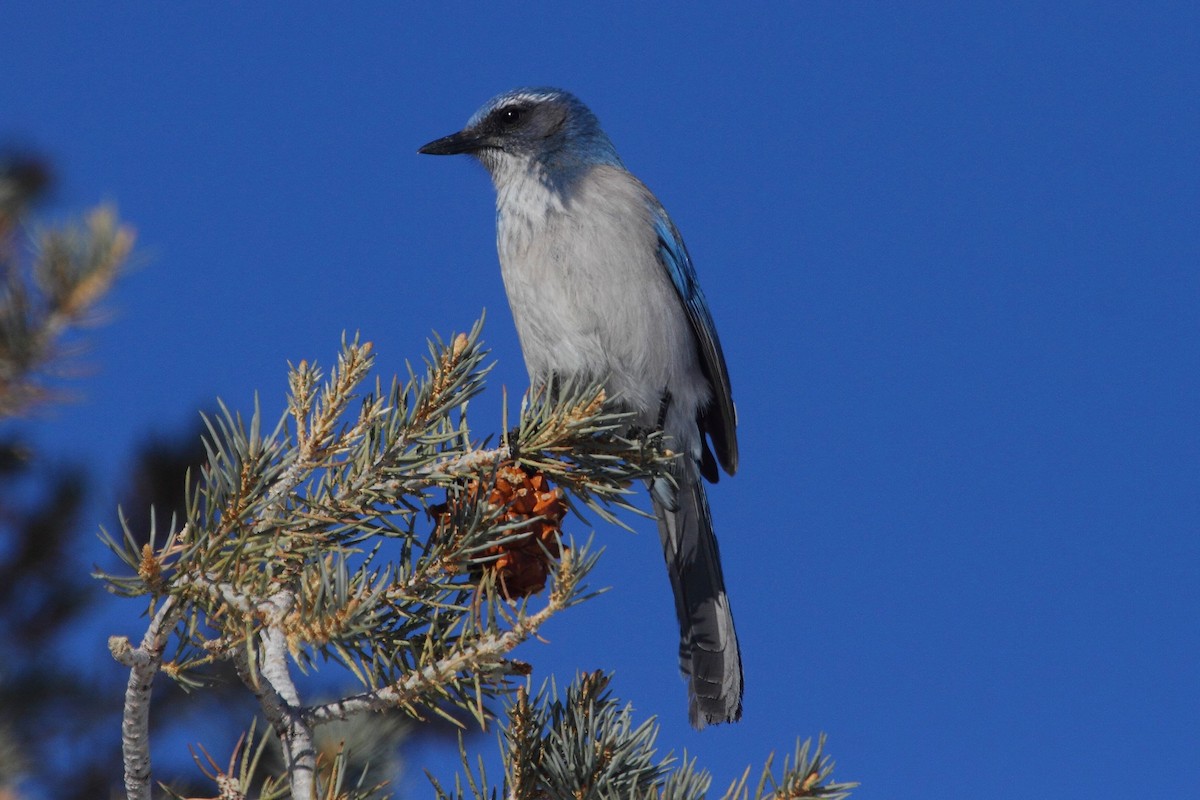 Woodhouse's Scrub-Jay - ML302895091