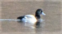 Greater Scaup - ML302895241