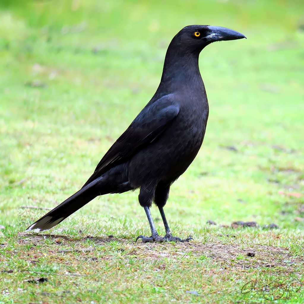 Black Currawong - Alexander Babych