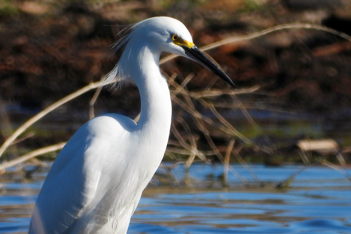 Snowy Egret - ML302897581