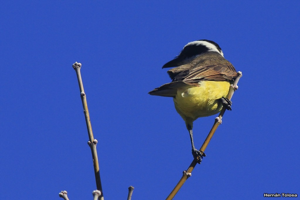 Great Kiskadee - ML30289761