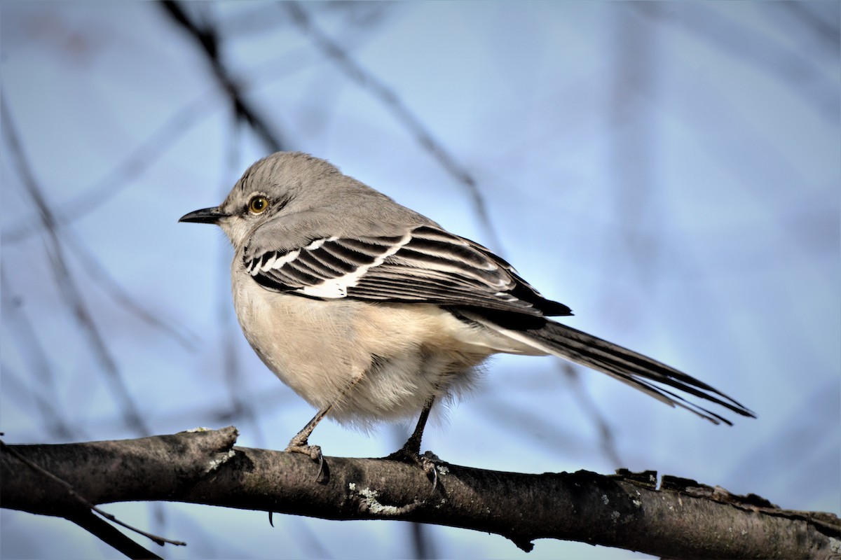 Northern Mockingbird - ML302897741