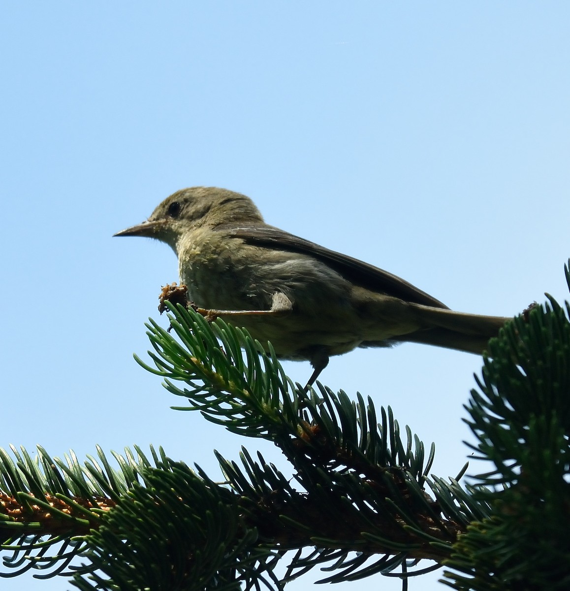 Pine Warbler - Cesar Castillo