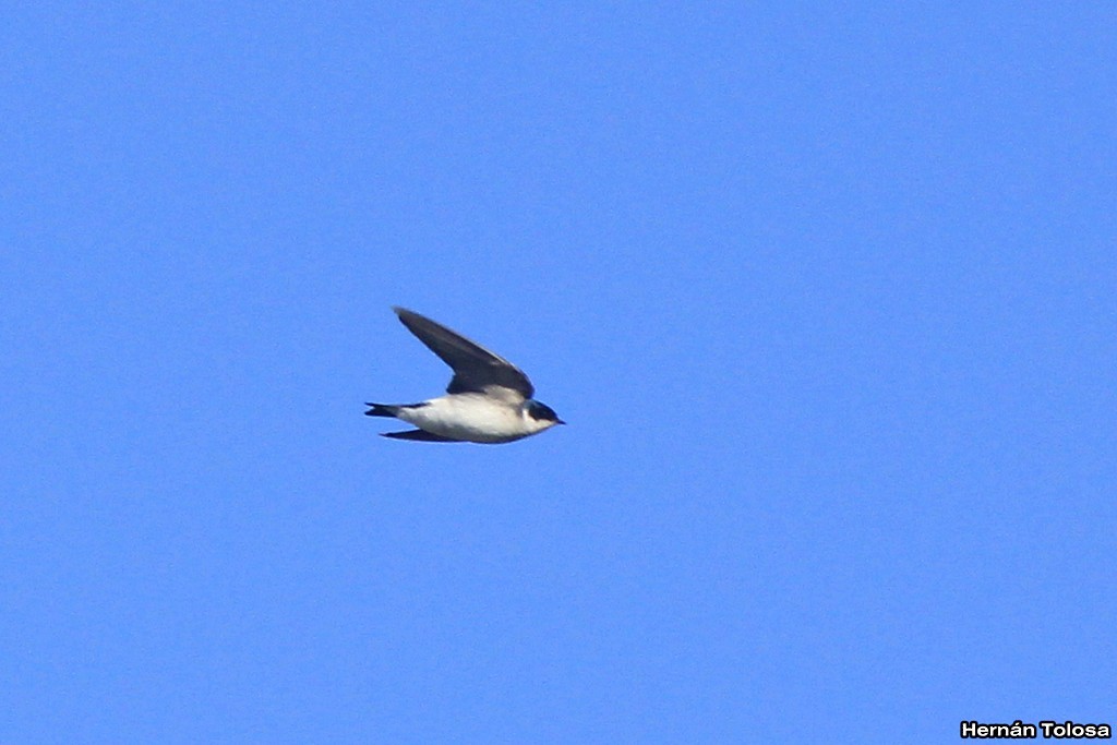 Chilean Swallow - ML30289831