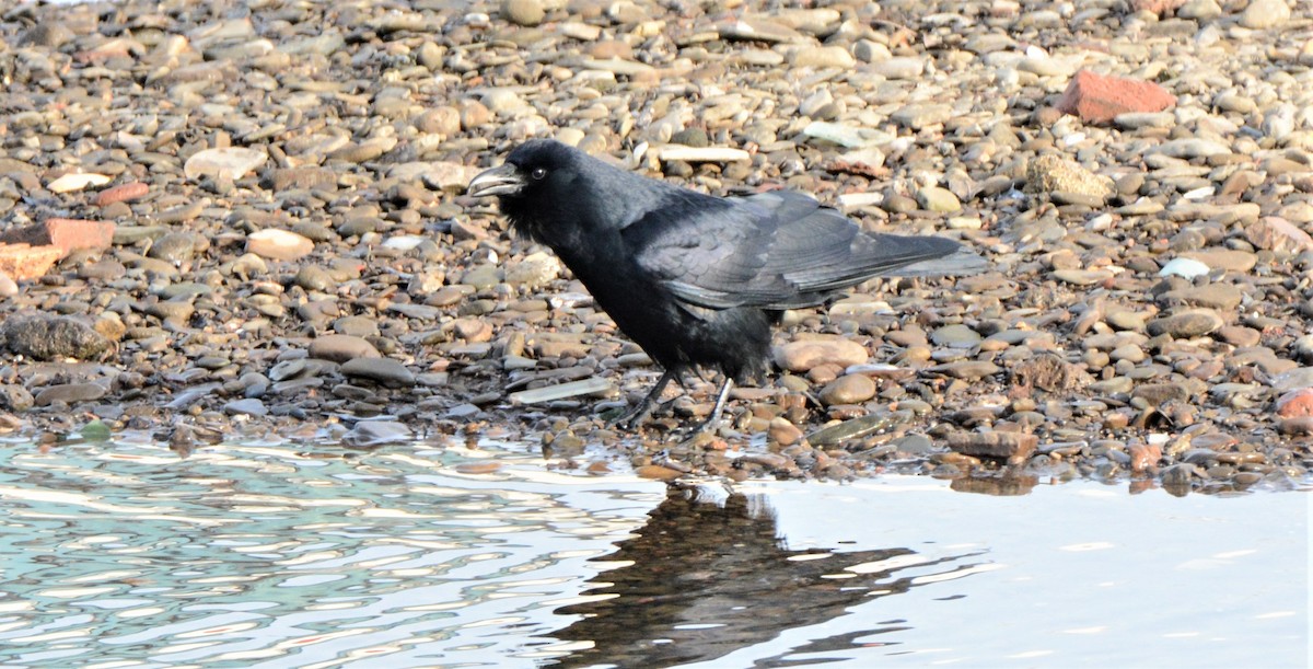 Fish Crow - ML302898991