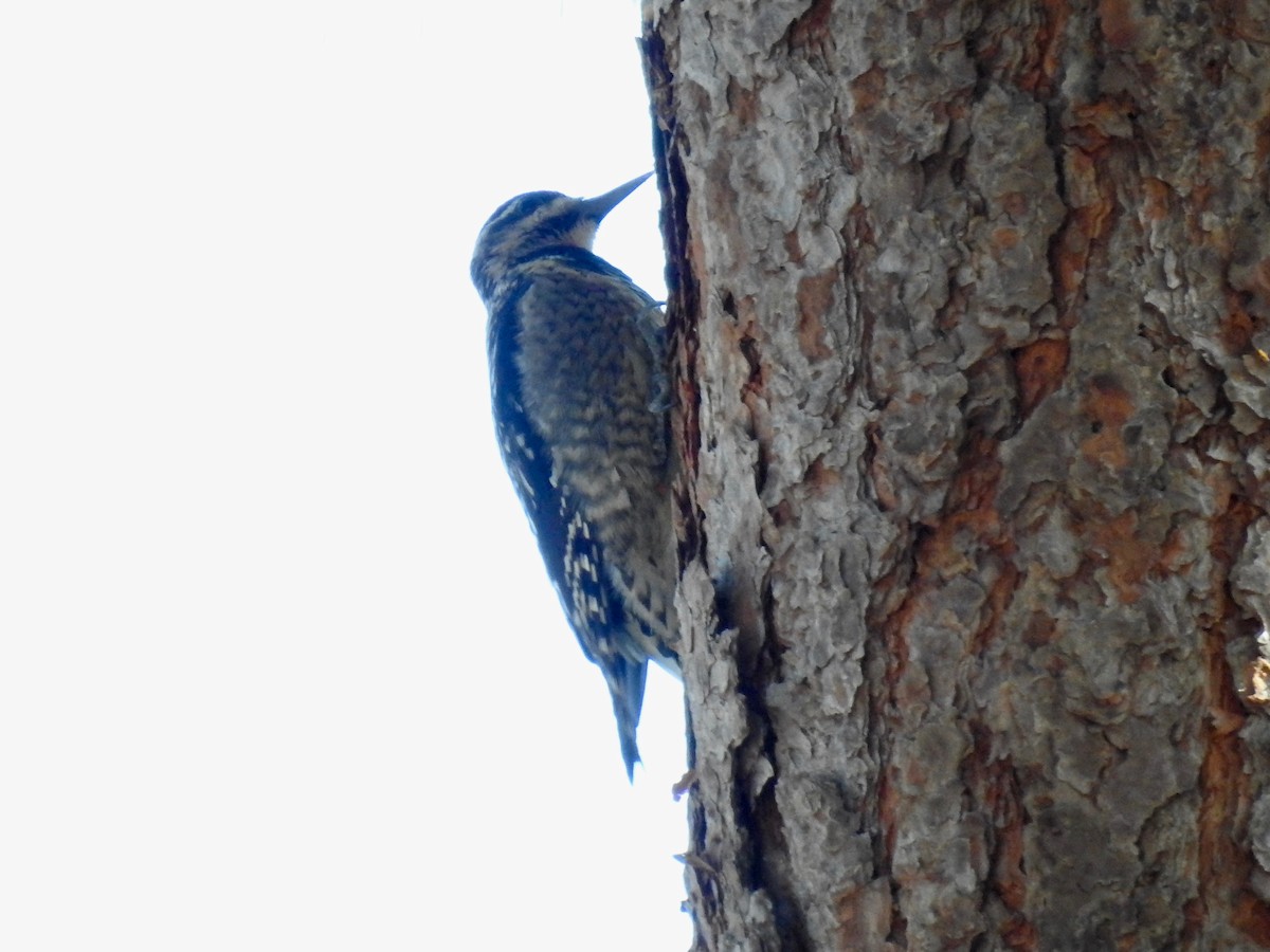 Yellow-bellied x Red-naped Sapsucker (hybrid) - ML302899001