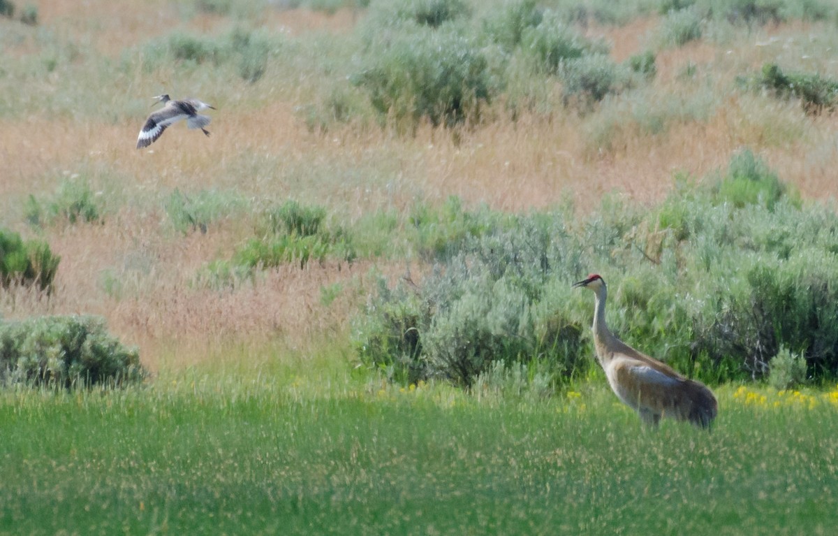 Sandhill Crane - ML30289921