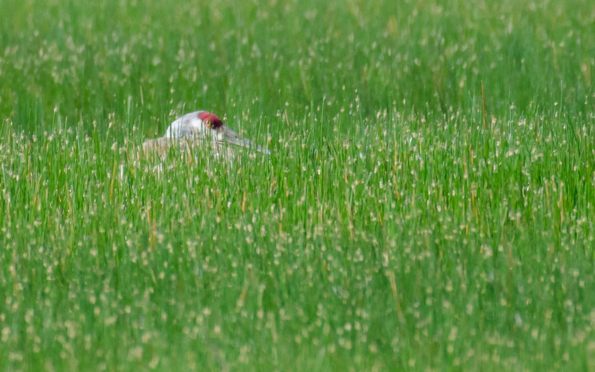 Sandhill Crane - ML30289931