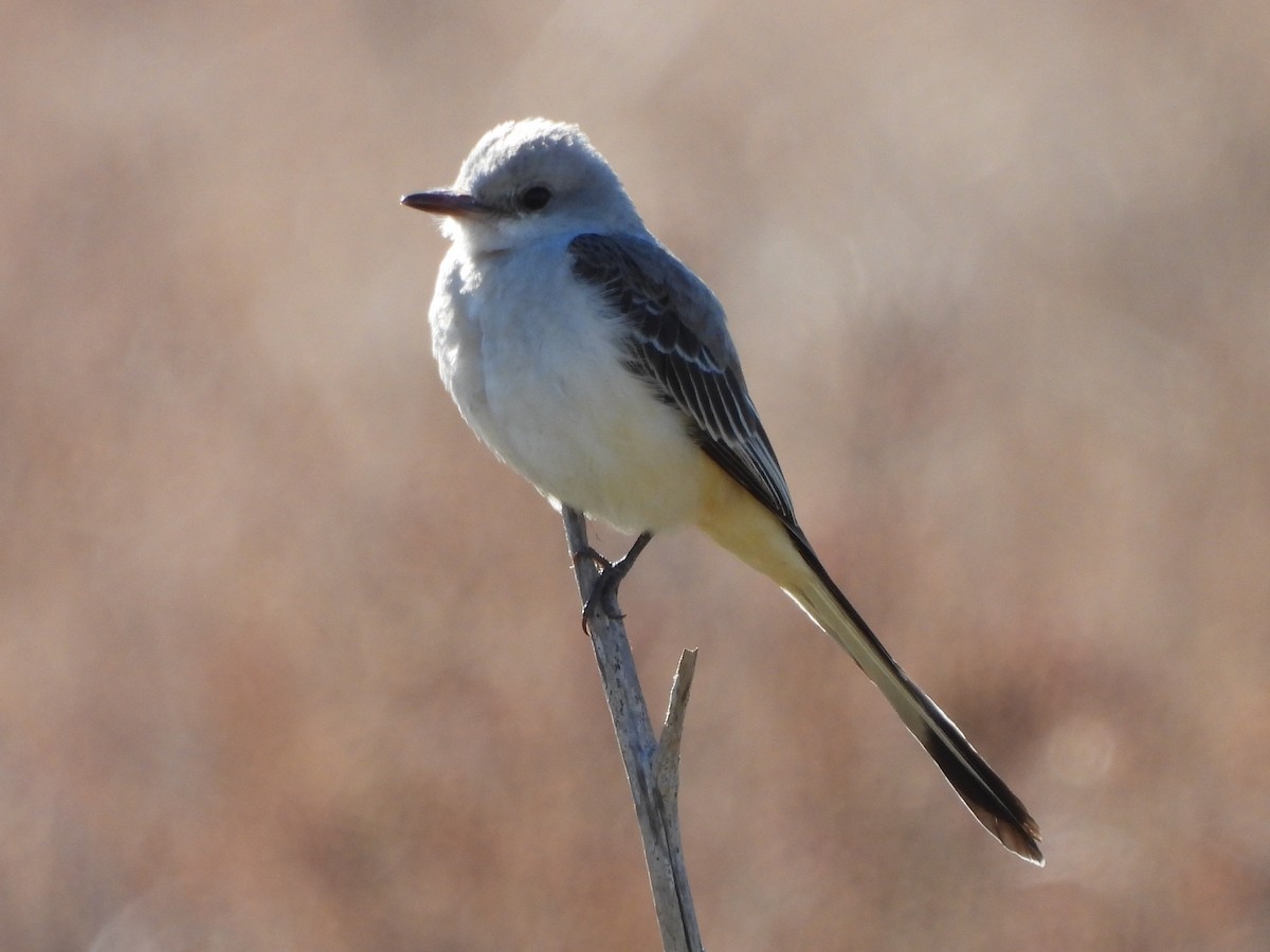 Scissor-tailed Flycatcher - ML302899331