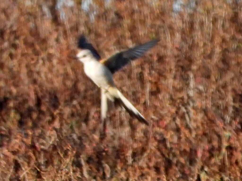 Scissor-tailed Flycatcher - ML302899371