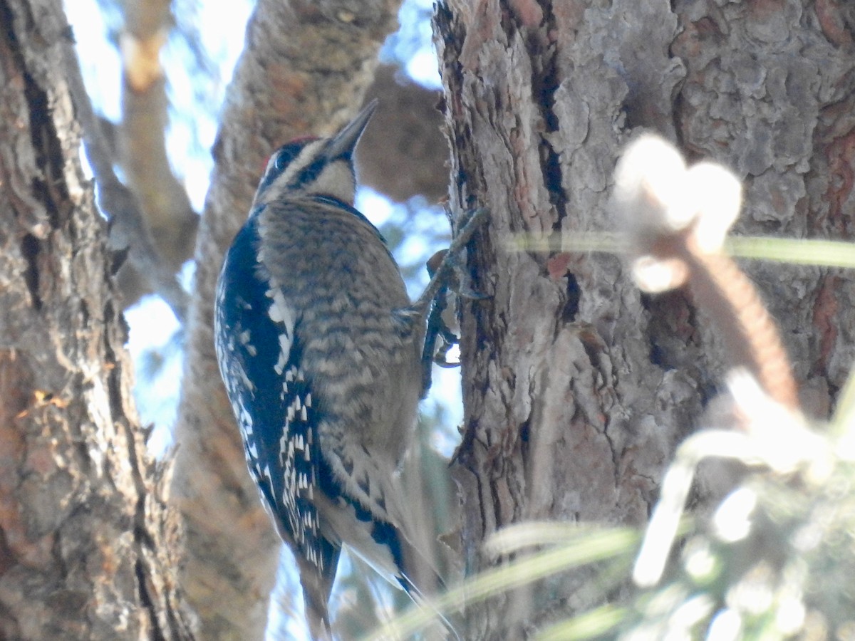 Yellow-bellied x Red-naped Sapsucker (hybrid) - ML302899541