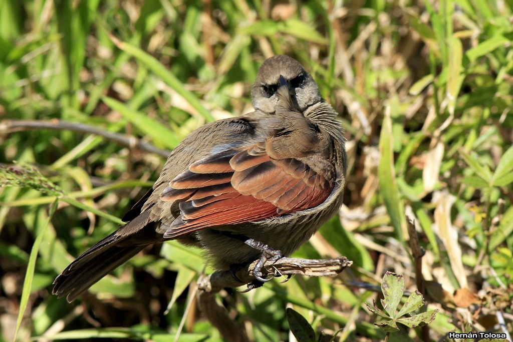 Grayish Baywing - ML30289971