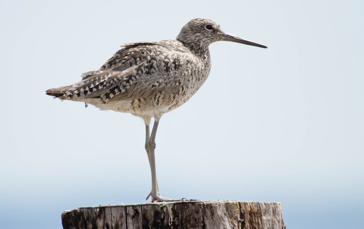 Willet - ML30289991