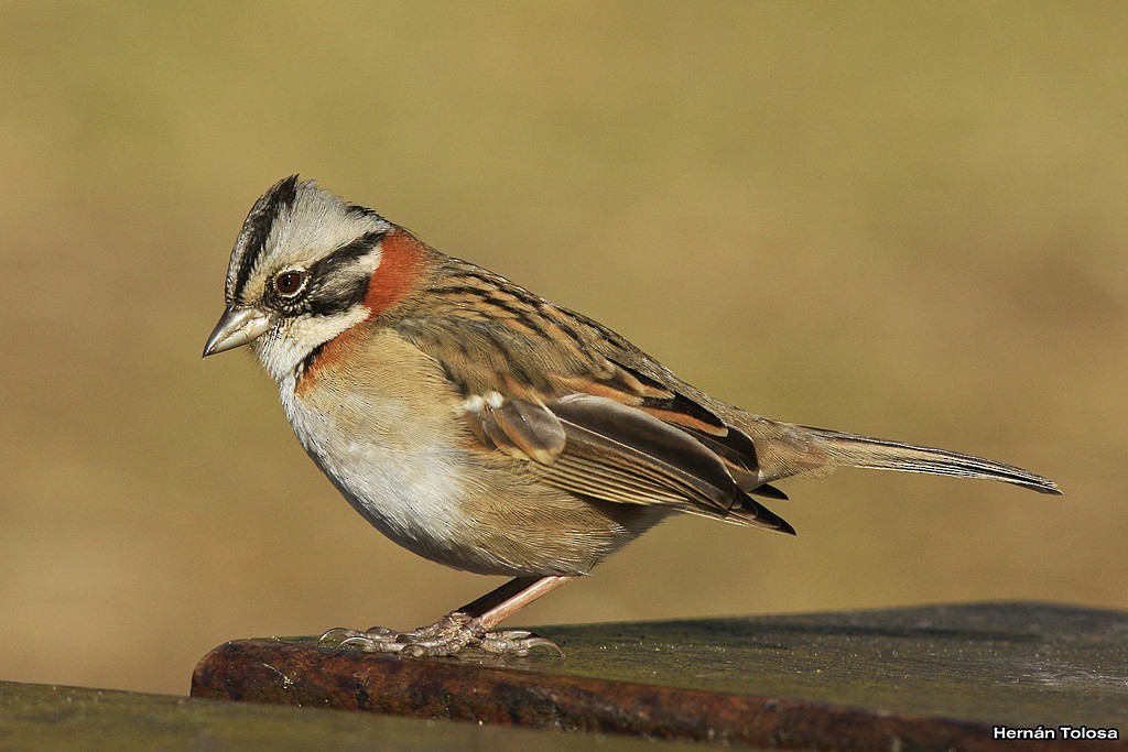 Rufous-collared Sparrow - ML30290011