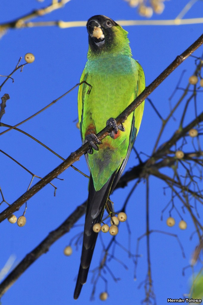 Nanday Parakeet - ML30290081