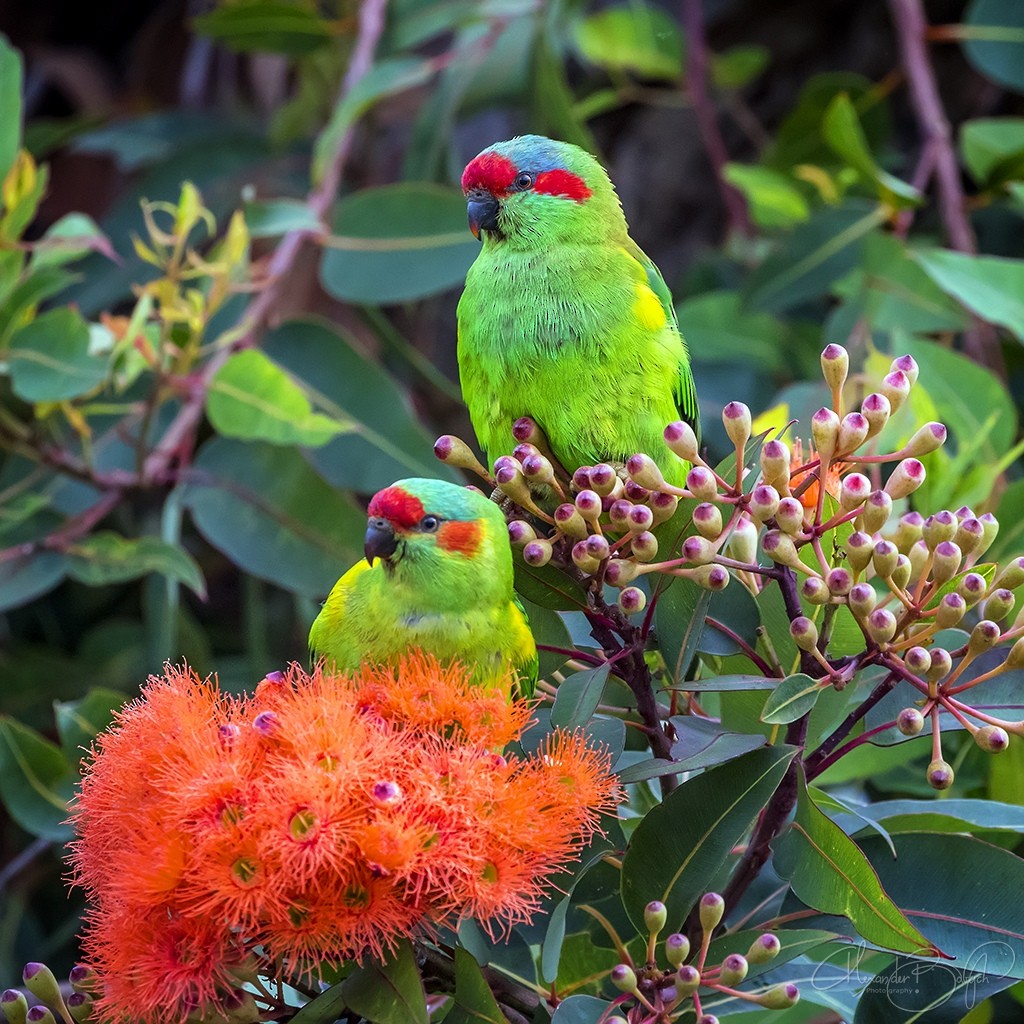 Musk Lorikeet - Alexander Babych