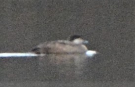 Black Scoter - ML302901521